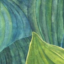 Wall Designs II - DG2HOS1011