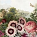 Panoramics - DGKEN2011