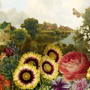 Panoramics - DGKEN2021